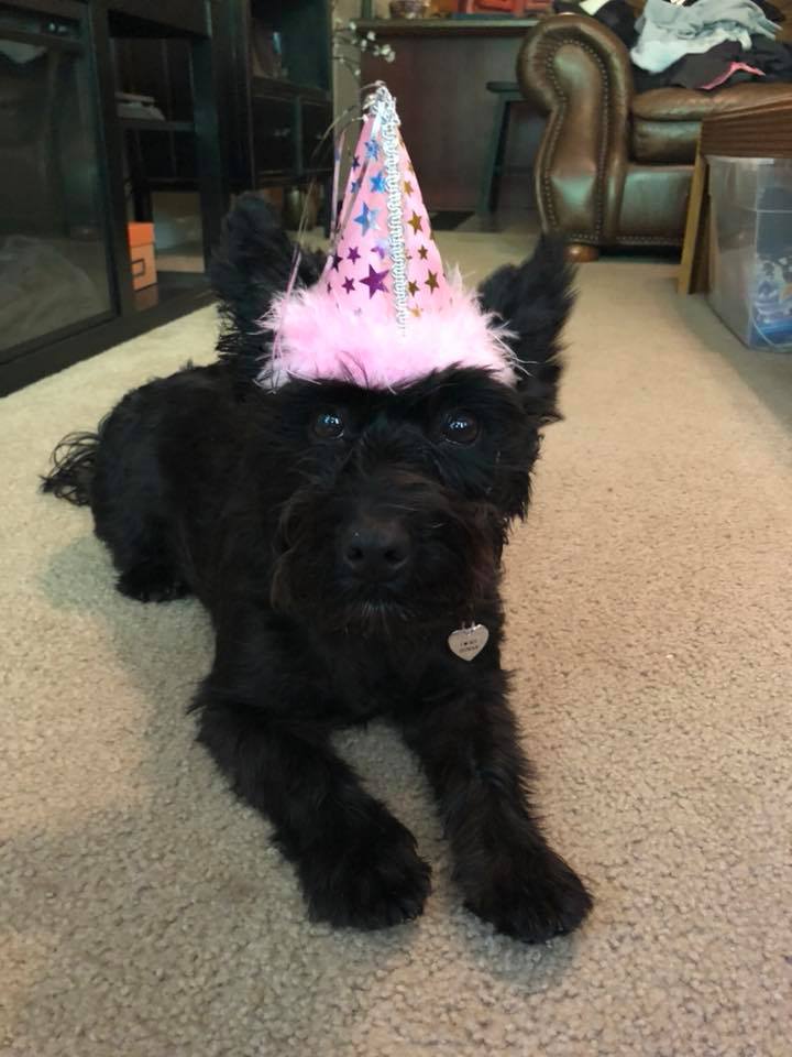 will benadryl sedate a dog